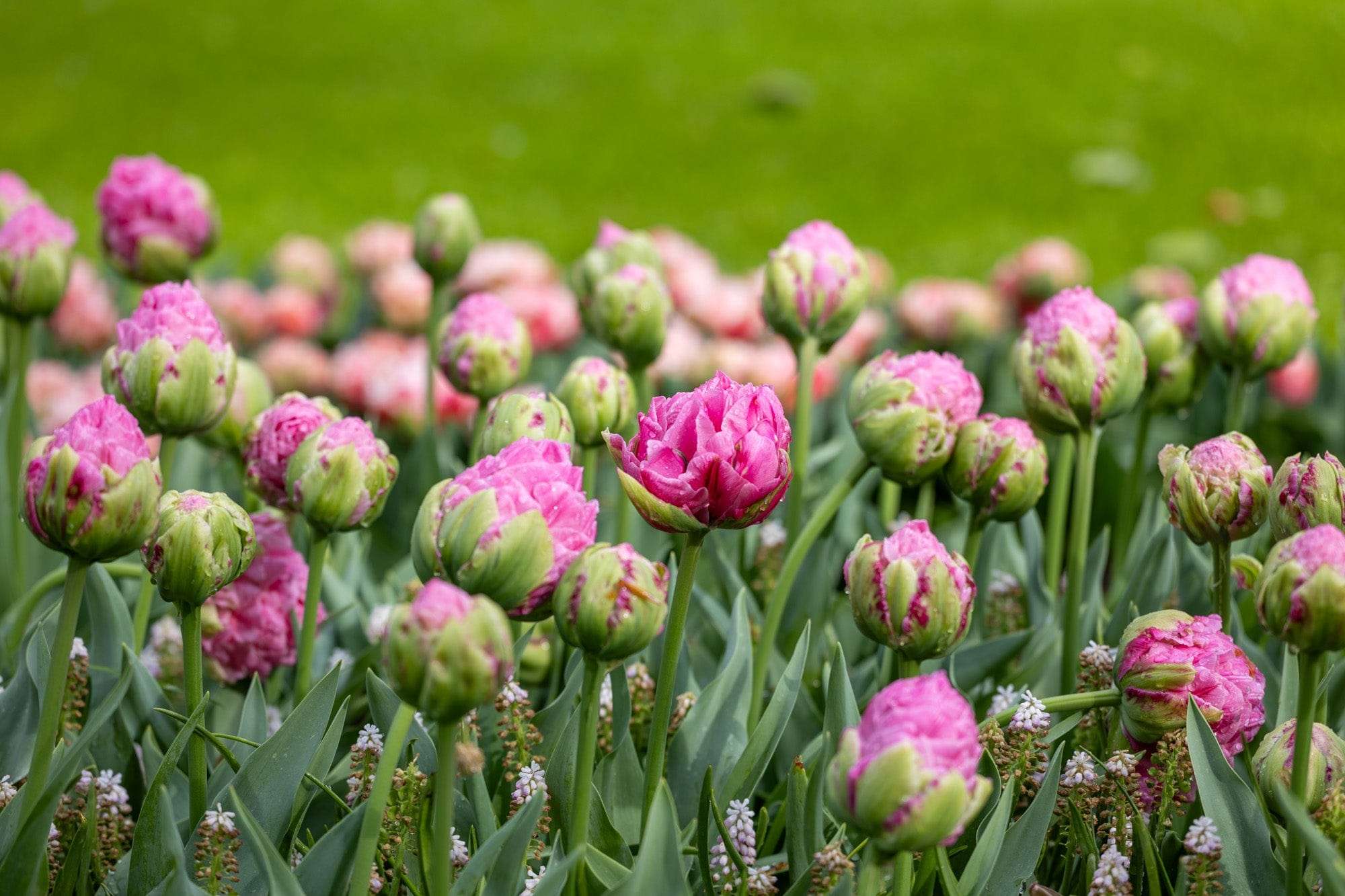 Tulpe 'Strawberry Cream'